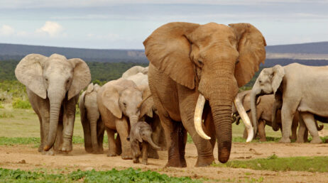 Elephant Herd - BSP 39966508