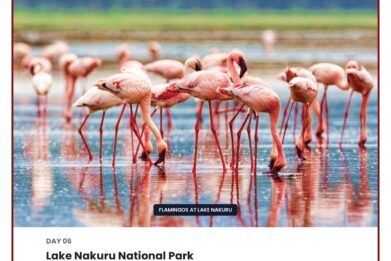 784-kenya-land-of-the-lion-king_pages-to-jpg-0007