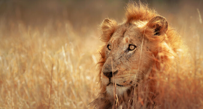 Lion - BSP 21103316